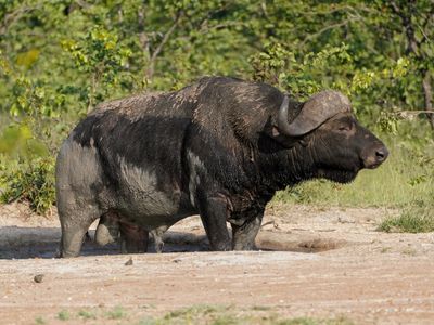 Buffel / African Buffalo