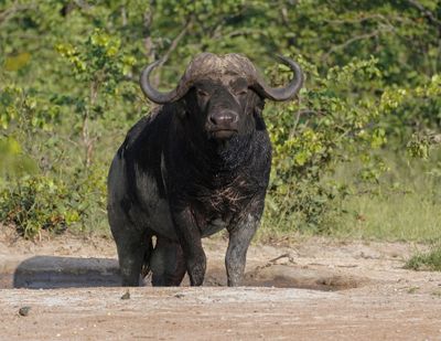 Buffel / African Buffalo