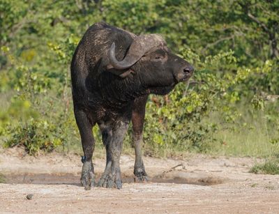 Buffel / African Buffalo