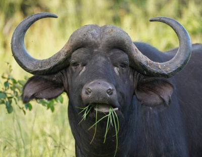 Buffel / African Buffalo