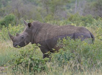 Witrenoster / White Rhino