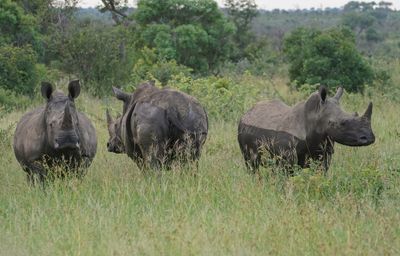 Witrenoster / White Rhino