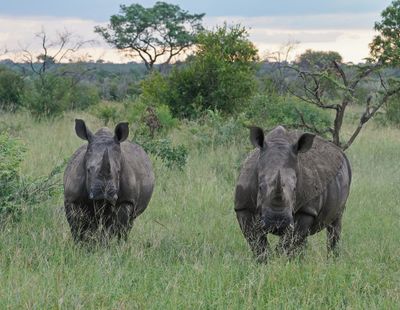 Witrenoster / White Rhino
