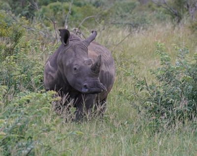 Witrenoster / White Rhino
