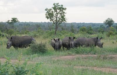 Witrenoster / White Rhino