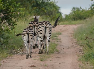 Sebra / Common Zebra