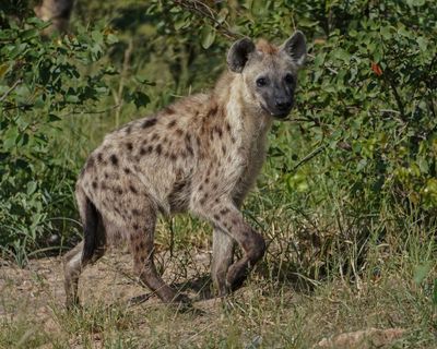Gevlekte Hiëna / Spotted Hyena