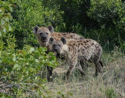 Gevlekte Hiëna / Spotted Hyena