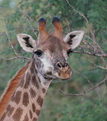 Kameelperd / Giraffe