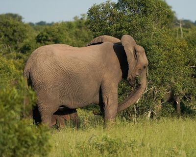 Savanne-olifant / African Elephant