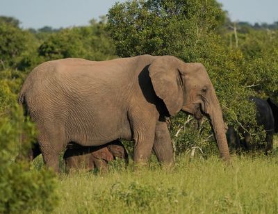 Savanne-olifant / African Elephant