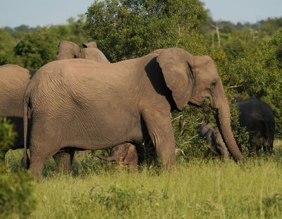 Savanne-olifant / African Elephant