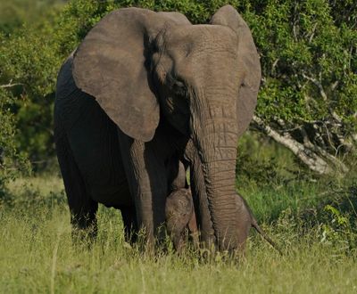 Savanne-olifant / African Elephant