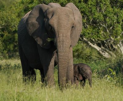 Savanne-olifant / African Elephant