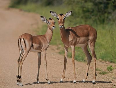 Rooibok / Impala