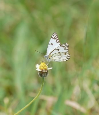 Witgatwitjie / Pioneer Caper White