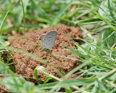 Aasbloutjie / Tailed Meadow Blue