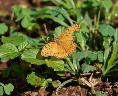 Woudluiperd / Forest Leopard