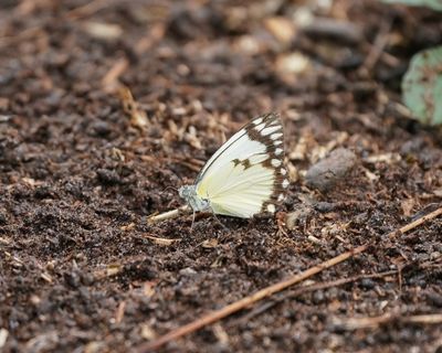 Afrikaanse Gewone Witjie / Southern African White