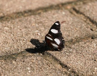 Blouglans / Common Diadeem