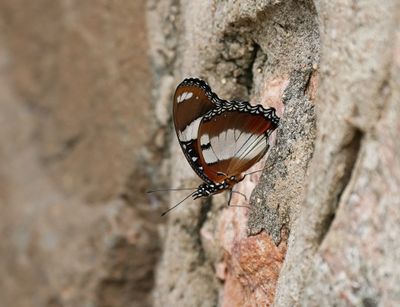 Blouglans / Common Diadeem