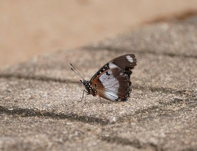 Blouglans / Common Diadeem