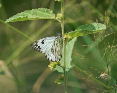 Witgatwitjie / Pioneer Caper White