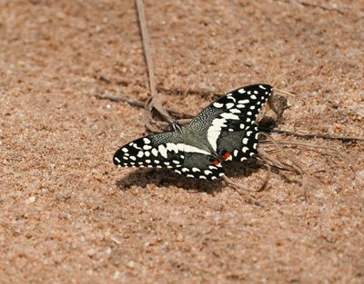 Lemoenskoenlapper / Citrus Swallowtail
