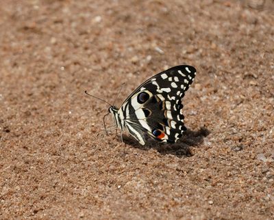 Lemoenskoenlapper / Citrus Swallowtail