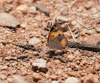 Geel Gesiggie / African Yellow Pansy