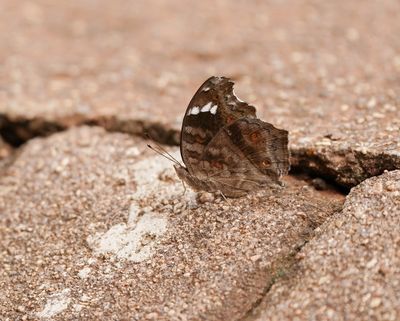 Bruin Blaarvlerk / Brown Pansy
