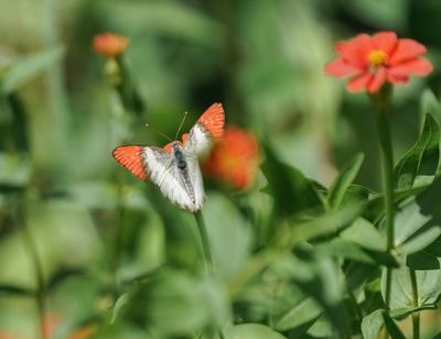 Skarlakenpuntjie / Scarlet Tip