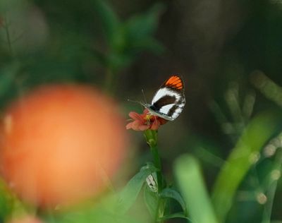 Donker Oranjepuntjie / Southern Round-winged Orange Tip