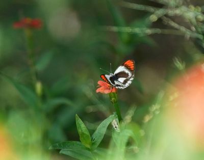 Donker Oranjepuntjie / Southern Round-winged Orange Tip
