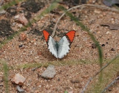 Skarlakenpuntjie / Scarlet Tip