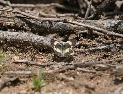 Bosveld Oranjepuntjie / Bushveld Orange Tip