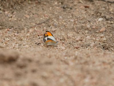 Klein Oranjepuntjie / African Small Orange Tip