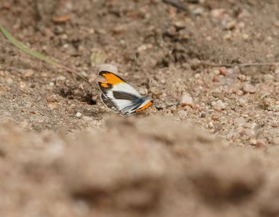 Klein Oranjepuntjie / African Small Orange Tip