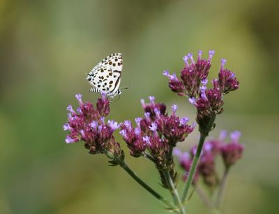 Hintza Bloutjie / Hintza Pierrot