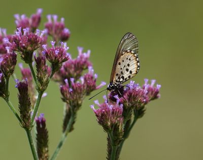 Tuin Rooitjie / Garden Acraea