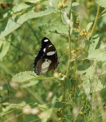Blouglans / Common Diadeem