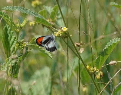 Klein Oranjepuntjie / African Small Orange Tip