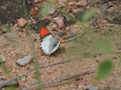 Skarlakenpuntjie / Scarlet Tip