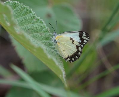 Afrikaanse Gewone Witjie / Southern African Caper White