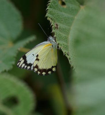 Afrikaanse Gewone Witjie / Southern African Caper White
