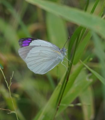 Bosveld Perspuntjie / Bushveld Purple Tip