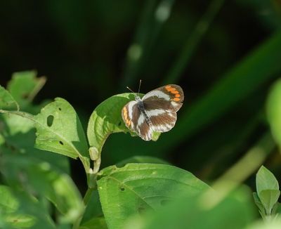 Donker Oranjepuntjie / Southern Round-winged Orange Tip