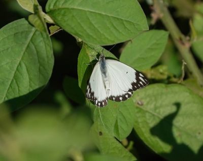Afrikaanse Gewone Witjie / Southern African Caper White