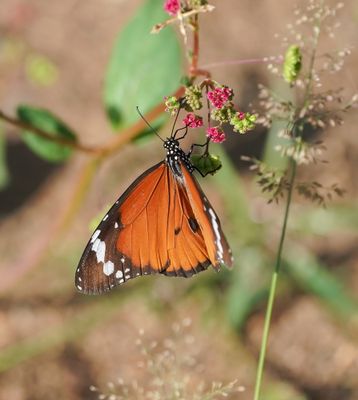 Melkbosskoenlapper / African Plain Tiger
