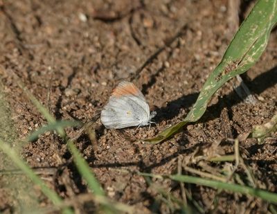 Donker Oranjepuntjie / Southern Round-winged Orange Tip